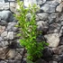 Kép 6/6 - Vaccinium corymbosum'Brigitta Blue' - kék áfonya nagy