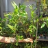Kép 3/8 - Punica granatum – Gránátalma