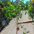 Kép 2/8 - Punica granatum – Gránátalma