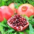 Kép 1/6 - Punica granatum – Gránátalma