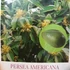 Kép 9/9 - Persea Americana - Avokádó (oltvány)