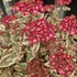 Kép 11/14 - Hydrangea serrata 'Euphoria Pink'