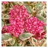 Kép 1/14 - Hydrangea serrata 'Euphoria Pink'
