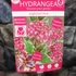Kép 5/14 - Hydrangea serrata 'Euphoria Pink'