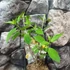 Kép 4/5 - Hydrangea paniculata 'Silver Dollar'