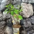 Kép 5/5 - Hydrangea paniculata 'Silver Dollar'