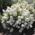 Kép 1/5 - Hydrangea paniculata 'Silver Dollar'