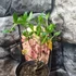 Kép 4/5 - Hydrangea paniculata 'Pink Diamond'