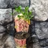 Kép 5/5 - Hydrangea paniculata 'Pink Diamond'