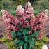 Kép 1/5 - Hydrangea paniculata 'Pink Diamond'