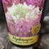 Kép 5/5 - Hydrangea paniculata 'Pink Lady'