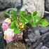 Kép 3/5 - Hydrangea paniculata 'Pink Lady'