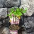 Kép 4/5 - Hydrangea paniculata 'Pink Lady'