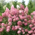 Kép 1/5 - Hydrangea paniculata 'Pink Lady'