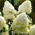 Kép 1/5 - Hydrangea paniculata 'Phantom'