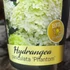 Kép 5/5 - Hydrangea paniculata 'Phantom'
