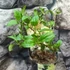 Kép 4/5 - Hydrangea paniculata 'Phantom'