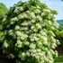 Kép 1/5 - Hydrangea anomala petiolaris
