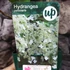 Kép 5/5 - Hydrangea anomala petiolaris
