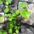 Kép 4/5 - Hydrangea anomala petiolaris