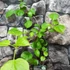 Kép 2/5 - Hydrangea anomala petiolaris