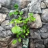Kép 3/5 - Hydrangea anomala petiolaris