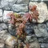Kép 6/12 - Acer palmatum 'Atropurpureum'