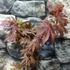 Kép 3/12 - Acer palmatum 'Atropurpureum'