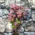 Kép 2/12 - Acer palmatum 'Atropurpureum'