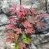 Kép 4/12 - Acer palmatum 'Atropurpureum'