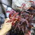 Kép 3/13 - Acer palmatum 'Atropurpureum'