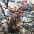 Kép 2/13 - Acer palmatum 'Atropurpureum'