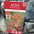 Kép 7/12 - Acer palmatum 'Atropurpureum'