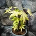 Kép 4/11 - Acer palmatum 'Orange dream'