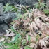 Kép 3/14 - Acer palmatum 'Taylor'