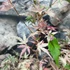 Kép 3/18 - Acer palmatum 'Taylor'
