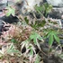Kép 5/18 - Acer palmatum 'Taylor'