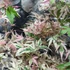Kép 4/18 - Acer palmatum 'Taylor'