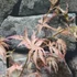 Kép 12/14 - Acer palmatum 'Taylor'