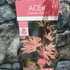 Kép 13/14 - Acer palmatum 'Taylor'