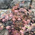 Kép 4/14 - Acer palmatum 'Taylor'