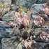 Kép 9/14 - Acer palmatum 'Taylor'