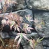 Kép 10/14 - Acer palmatum 'Taylor'