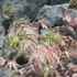 Kép 11/14 - Acer palmatum 'Taylor'