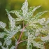 Kép 2/8 - Acer palmatum 'Ukigumo'