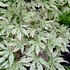 Kép 1/8 - Acer palmatum 'Ukigumo'