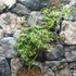 Kép 3/8 - Acer palmatum 'Ukigumo'