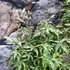 Kép 4/8 - Acer palmatum 'Ukigumo'