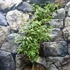 Kép 8/8 - Acer palmatum 'Ukigumo'