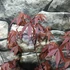 Kép 11/13 - Acer palmatum 'Atropurpureum'